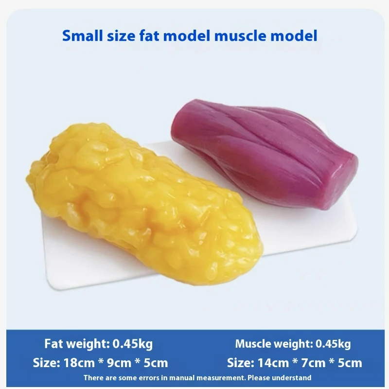 Human Muscle and Fat Replicas  - Nutrition Of Fitness ulasan dan harga